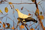 Torresian Imperial-Pigeon